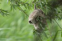 Dateiname=Vogel-Beutelmeise-20120623-128.jpg
Dateigröße=155KB
Abmessungen: 880x584
hinzugefügt am: 06. Januar 2016 Vogel-Beutelmeise-20120623-128.jpg