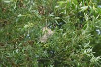 Dateiname=Vogel-Beutelmeise-20120623-129.jpg
Dateigröße=265KB
Abmessungen: 880x584
hinzugefügt am: 06. Januar 2016 Vogel-Beutelmeise-20120623-129.jpg