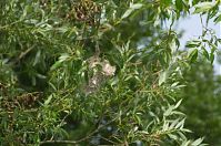Dateiname=Vogel-Beutelmeise-20120623-132.jpg
Dateigröße=236KB
Abmessungen: 880x584
hinzugefügt am: 06. Januar 2016 Vogel-Beutelmeise-20120623-132.jpg