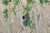 Dateiname=Vogel-Beutelmeise-20140426-124.jpg
Dateigröße=189KB
Abmessungen: 880x595
hinzugefügt am: 06. Januar 2016 Vogel-Beutelmeise-20140426-124.jpg