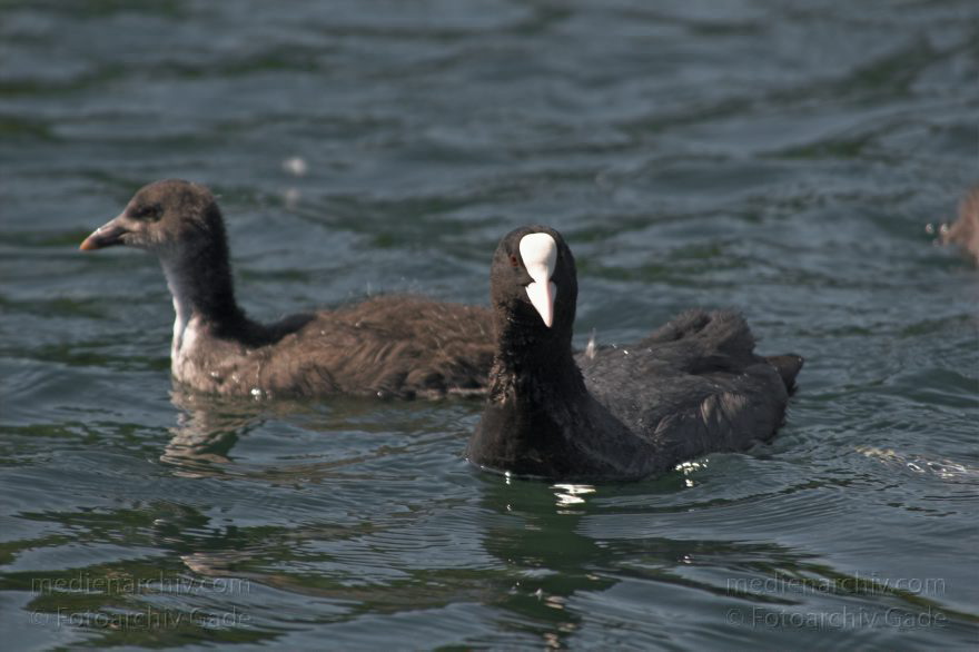 Fauna. Vogel. Blesshuhn
Juni 2005. Mecklenburg-Vorpommern. Fauna. Vogel. Blässhuhn. Blässhühner. Carwitzer See., Carwitzer See
Schlüsselwörter: birds;Blässhuhn;Fauna;Mecklenburg-Vorpommern;Vogel;Vögel;2005