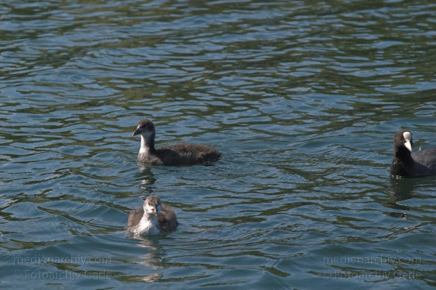 Fauna. Vogel. Blesshuhn
Juni 2005. Mecklenburg-Vorpommern. Fauna. Vogel. Blässhuhn. Blässhühner. Carwitzer See., Carwitzer See
Schlüsselwörter: birds;Blässhuhn;Fauna;Mecklenburg-Vorpommern;Vogel;Vögel;2005