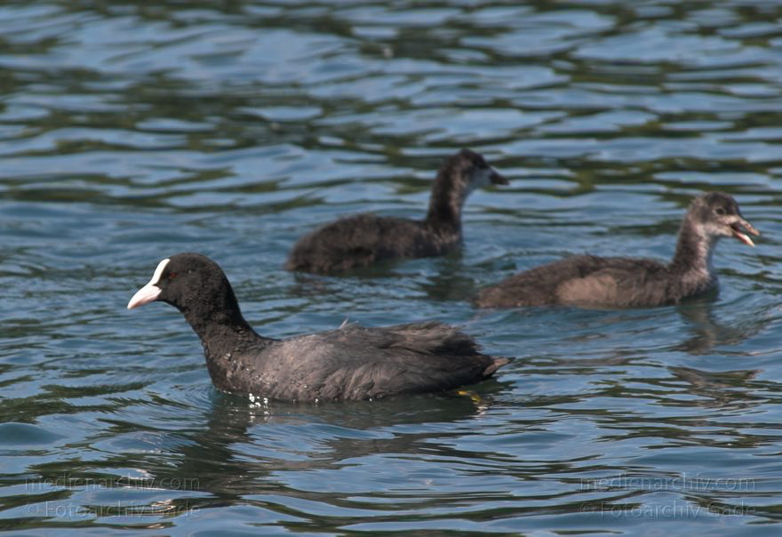 Fauna. Vogel. Blesshuhn
Juni 2005. Mecklenburg-Vorpommern. Fauna. Vogel. Blässhuhn. Blässhühner. Carwitzer See., Carwitzer See
Schlüsselwörter: birds;Fauna;Mecklenburg-Vorpommern;Vogel;2005;Vögel;Blässhuhn