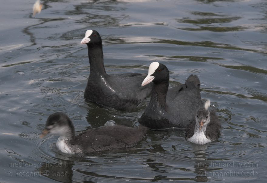 Mecklenburg-Vorpommern. Feldberger Seengebiet. Carwitz.
24. 6. 2006. Mecklenburg-Vorpommern. Feldberger Seengebiet. Carwitz. Fauna, Tiere. Wasservogel, Wasservögel, Blässhühner, Blässhuhn
Schlüsselwörter: birds;Blesshühner;Blessralle;Blässhuhn;Blässhühner;Carwitz;Fauna;Feldberger Seengebiet;Fulica atra;Küken;Lietze;Mecklenburg-Vorpommern;Rallenvogel;Rallenvögel;Rallidae;Tiere;Vogel;Vögel;2006