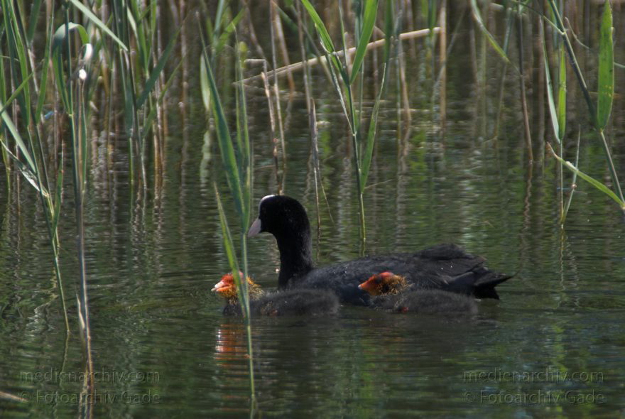 Mecklenburg-Vorpommern. Feldberger Seenlandschaft. Carwitz
5. Juni 2008. Mecklenburg-Vorpommern. Feldberger Seenlandschaft. Carwitz. Fauna Tiere. Blässhühner. Blässhühner. Blässhuhn. Blässhuhn. Küken.
Schlüsselwörter: birds;BlesshÃ¼hner;Carwitz;Fauna;Feldberger Seenlandschaft;Mecklenburg-Vorpommern;Tiere;Vogel;Wasservogel;2008;Vögel;Blässhuhn