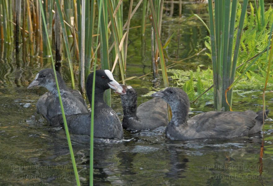 Blässhuhn mit Küken
7. 8. 2008. Carwitz. Blässhuhn (Fulica atra). Blesshuhn mit Küken. Wasservogel. Schilf
Schlüsselwörter: Vogel;birds;Vögel