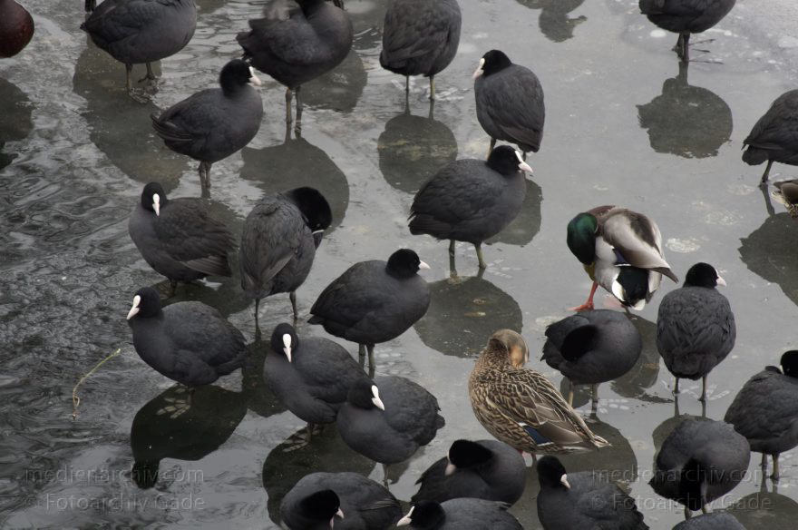 Blässhühner und Enten auf einer Eisscholle
14. 2. 2012. Berlin. Fauna. Tiere. Vogel. Eisscholle. Winter. Enten und Blässhühner. Blässhuhn
Schlüsselwörter: Vogel;Vögel;birds;Enten;Blässhuhn;2012;Eisscholle;Winter;Berlin