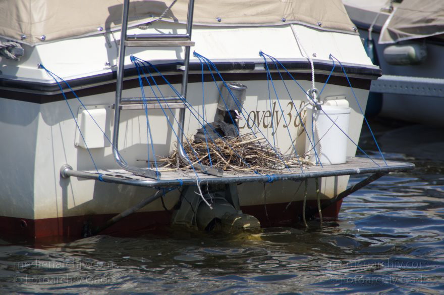 Blesshuhn in einem Nest auf einem Boot
9. 6. 2012. Berlin. Vogel. Vögel. Wasservogel, Wasservögel, Blässhühner, Blässhuhn. Nest auf einem Boot
Schlüsselwörter: Ardea cinerea;Berlin;birds;Blässhuhn;Brandenburg;Fauna;Nest;Tiere;Vogel;Vögel;2012