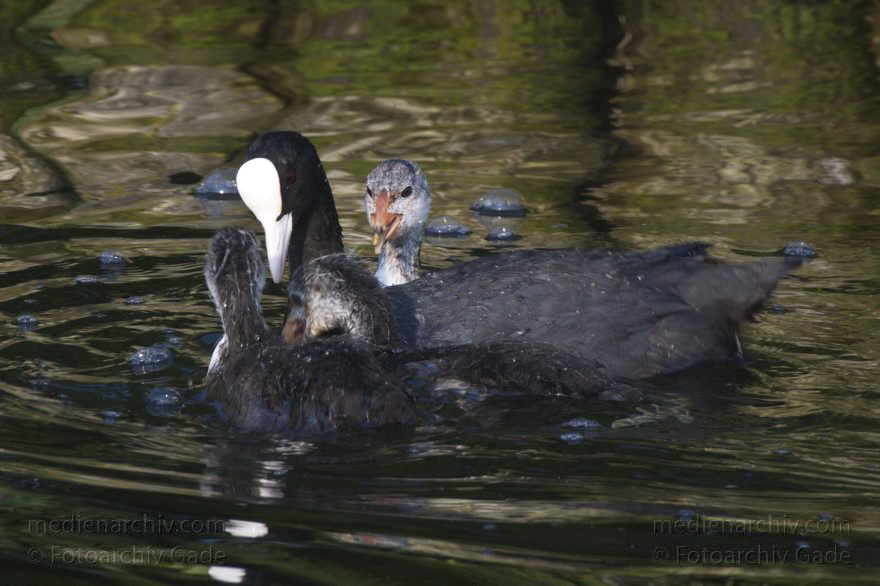Blesshuhn mit KÃ¼ken. Blässhuhn. (Fulica atra)
9. 7. 2013. Berlin. Tegeler See. Fauna. Tiere. Vogel. Vögel. Blässhuhn. Blesshuhn mit Küken. (Fulica atra)
Schlüsselwörter: Berlin;birds;Blesshuhn;Fauna;KÃ¼ken;Rallen;Tegeler See;Tiere;Vogel;Wasservogel;2013;Vögel;Blässhuhn
