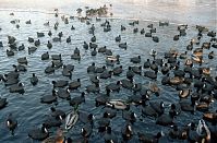 Dateiname=Vogel-Blesshuhn-199601-006.jpg
Dateigröße=255KB
Abmessungen: 880x577
hinzugefügt am: 06. Januar 2016 Vogel-Blesshuhn-199601-006.jpg