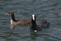 Dateiname=Vogel-Blesshuhn-20050621-12.jpg
Dateigröße=139KB
Abmessungen: 880x586
hinzugefügt am: 06. Januar 2016 Vogel-Blesshuhn-20050621-12.jpg