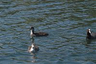 Dateiname=Vogel-Blesshuhn-20050621-13.jpg
Dateigröße=215KB
Abmessungen: 880x586
hinzugefügt am: 06. Januar 2016 Vogel-Blesshuhn-20050621-13.jpg