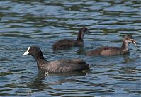 Dateiname=Vogel-Blesshuhn-20050621-17.jpg
Dateigröße=193KB
Abmessungen: 880x604
hinzugefügt am: 06. Januar 2016 Vogel-Blesshuhn-20050621-17.jpg