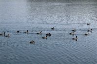 Dateiname=Vogel-Blesshuhn-20051009-25.jpg
Dateigröße=223KB
Abmessungen: 880x586
hinzugefügt am: 06. Januar 2016 Vogel-Blesshuhn-20051009-25.jpg