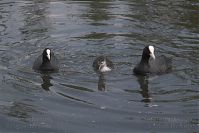 Dateiname=Vogel-Blesshuhn-20060624-22.jpg
Dateigröße=167KB
Abmessungen: 880x586
hinzugefügt am: 06. Januar 2016 Vogel-Blesshuhn-20060624-22.jpg