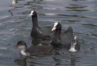 Dateiname=Vogel-Blesshuhn-20060624-23.jpg
Dateigröße=164KB
Abmessungen: 880x604
hinzugefügt am: 06. Januar 2016 Vogel-Blesshuhn-20060624-23.jpg