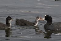 Dateiname=Vogel-Blesshuhn-20060624-28.jpg
Dateigröße=118KB
Abmessungen: 880x586
hinzugefügt am: 06. Januar 2016 Vogel-Blesshuhn-20060624-28.jpg