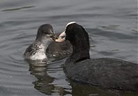 Dateiname=Vogel-Blesshuhn-20060624-29.jpg
Dateigröße=122KB
Abmessungen: 880x612
hinzugefügt am: 06. Januar 2016 Vogel-Blesshuhn-20060624-29.jpg