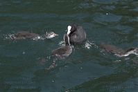 Dateiname=Vogel-Blesshuhn-20060625-10.jpg
Dateigröße=155KB
Abmessungen: 880x586
hinzugefügt am: 06. Januar 2016 Vogel-Blesshuhn-20060625-10.jpg