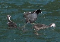 Dateiname=Vogel-Blesshuhn-20060625-11.jpg
Dateigröße=195KB
Abmessungen: 880x612
hinzugefügt am: 06. Januar 2016 Vogel-Blesshuhn-20060625-11.jpg
