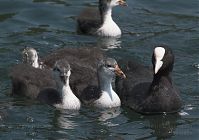 Dateiname=Vogel-Blesshuhn-20060625-15.jpg
Dateigröße=164KB
Abmessungen: 880x617
hinzugefügt am: 06. Januar 2016 Vogel-Blesshuhn-20060625-15.jpg