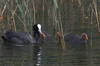Dateiname=Vogel-Blesshuhn-20060625-32.jpg
Dateigröße=167KB
Abmessungen: 880x585
hinzugefügt am: 06. Januar 2016 Vogel-Blesshuhn-20060625-32.jpg