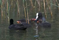Vogel-Blesshuhn-20060625-34.jpg