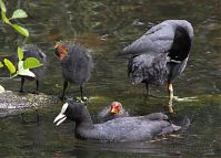 Vogel-Blesshuhn-20090601-18.jpg