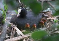 Vogel-Blesshuhn-20100522-19.jpg