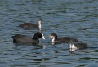 Vogel-Blesshuhn-20100702-13.jpg