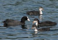 Vogel-Blesshuhn-20100702-14.jpg