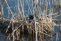 Vogel-Blesshuhn-20110409-018.jpg