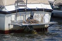 Vogel-Blesshuhn-20120609-53.jpg