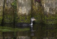 Vogel-Blesshuhn-20130709-139.jpg