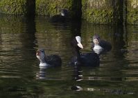 Vogel-Blesshuhn-20130709-145.jpg