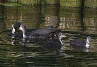 Vogel-Blesshuhn-20130709-151.jpg