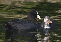 Vogel-Blesshuhn-20130709-154.jpg