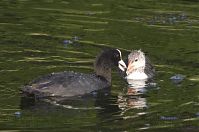 Vogel-Blesshuhn-20130709-158.jpg