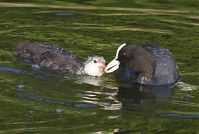 Dateiname=Vogel-Blesshuhn-20130709-160.jpg
Dateigröße=164KB
Abmessungen: 880x593
hinzugefügt am: 06. Januar 2016 Vogel-Blesshuhn-20130709-160.jpg