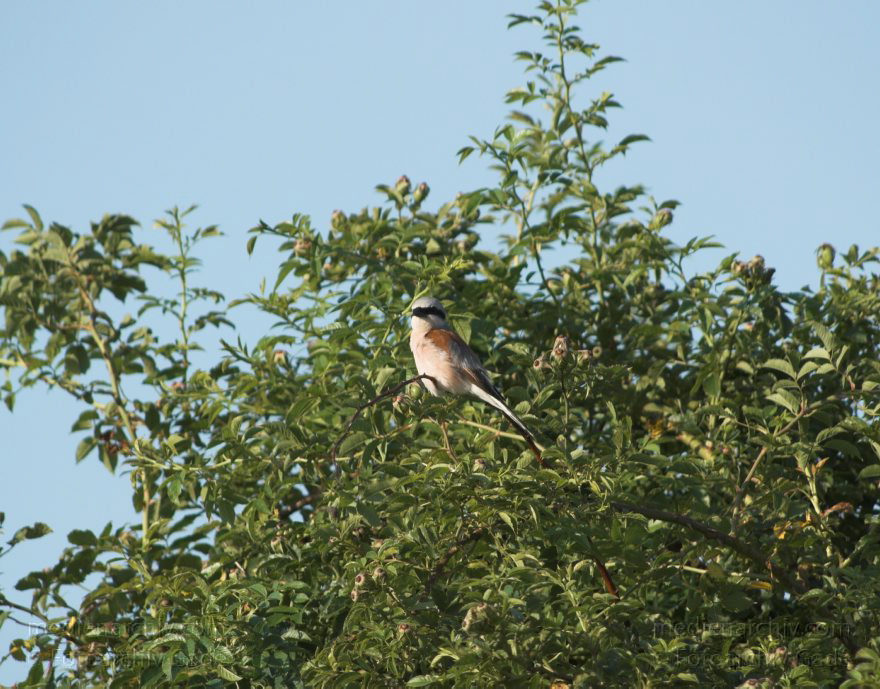 Mecklenburg-Vorpommern. Feldberger Seenlandschaft. Carwitz. Fauna - Tiere.
5. 7. 2011. Mecklenburg-Vorpommern. Feldberger Seenlandschaft. Carwitz. Fauna. Tiere
Schlüsselwörter: birds;Carwitz;Fauna;Feldberger-Seenlandschaft;Mecklenburg-Vorpommern;Tiere;Vogel;Vögel;2011
