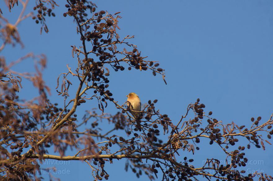 Brandenburg. Rhinluch bei Linumhorst
11. 1. 2014. Brandenburg. Rhinluch bei Linumhorst. Vogel auf einem Baum
Schlüsselwörter: Baum;Brandenburg;Fauna;Rhinluch;Tiere;2014;Vogel