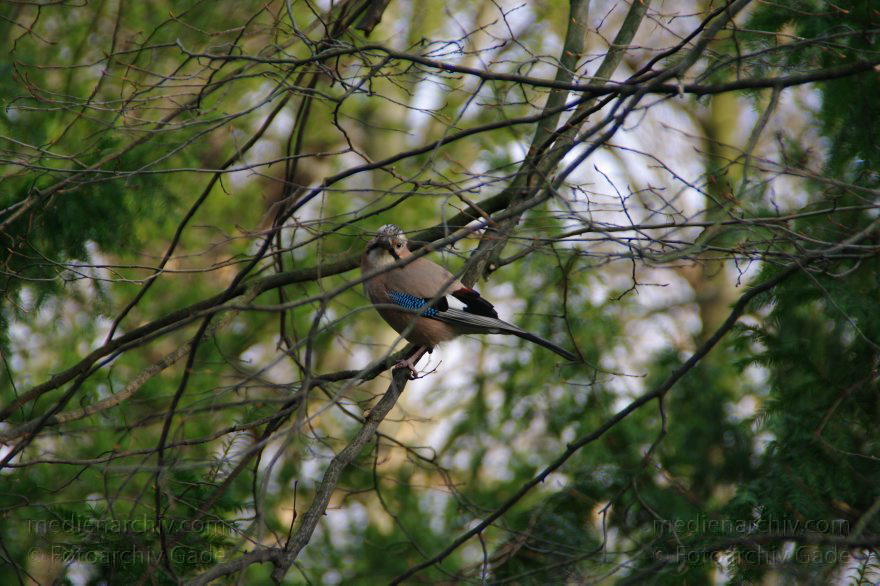 Vogel. Eichelhäher.
13. 12. 2009. Berlin. Schlosspark Charlottenburg. Fauna Tiere. Vogel. Vögel. Eichelhäher.
Schlüsselwörter: Berlin;birds;Eichelhäher;Fauna;Schlosspark Charlottenburg;Tiere;Vogel;Vögel;2009