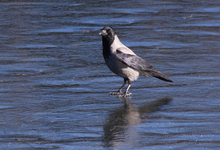 Berlin.Tegel. Fauna. Vogel. Krähen auf dem Eis
26. 2. 2012. Berlin.Tegel. Fauna. Vogel. Vögel. Krähen auf dem Eis. Tegeler See
Schlüsselwörter: Berlin;birds;Eis;Fauna;Krähen;Tegel;Tiere;Vogel;Vögel;2012;Winter