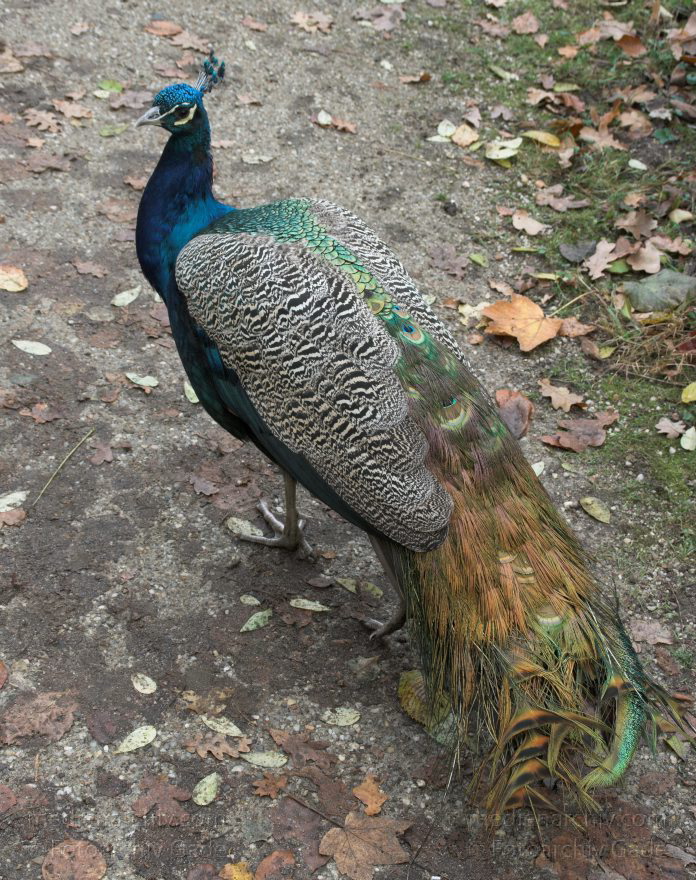 Vogel. Blauer Pfau. Pfaueninsel. Berlin. Wannsee.
8. 11. 2008 Berlin. Zehlendorf. Wannsee. Pfaueninsel. Fauna. Tiere. Vogel. Vögel. Blauer Pfau (Pavo cristatus). Vogelart aus der Familie der Fasanenartigen (Phasianidae).
Schlüsselwörter: birds;Pavo cristatus;Pfau;Pfaueninsel;Tiere;Vogel;Wannsee;Berlin;Zehlendorf;Vögel