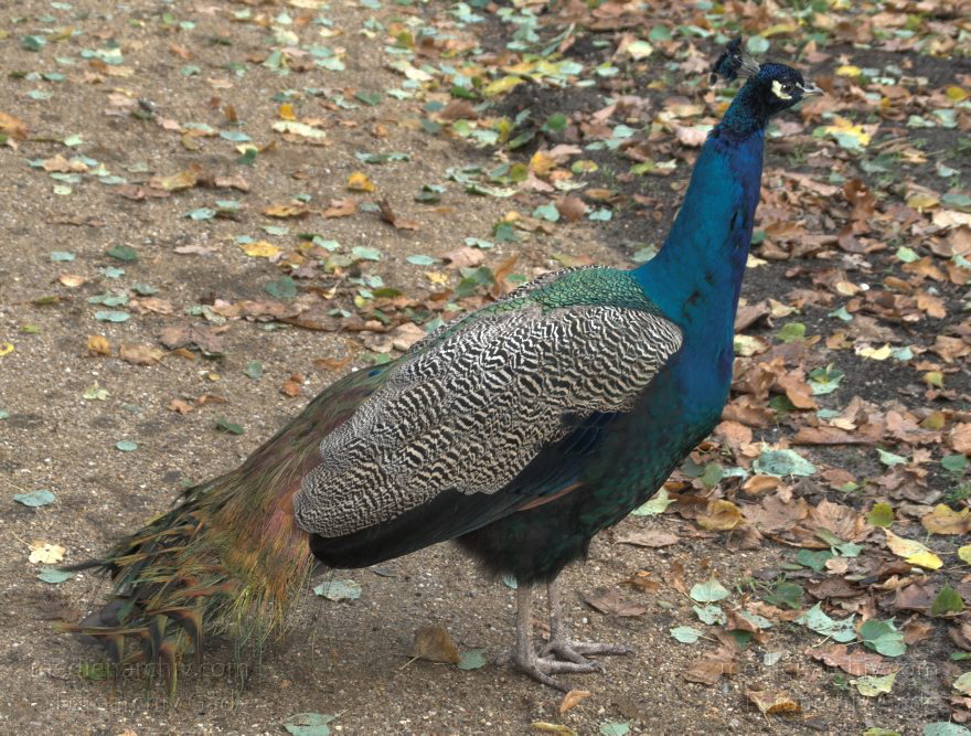 Vogel. Blauer Pfau. Pfaueninsel. Berlin. Wannsee.
8. 11. 2008 Berlin. Zehlendorf. Wannsee. Pfaueninsel. Fauna. Tiere. Vogel. Vögel. Blauer Pfau (Pavo cristatus). Vogelart aus der Familie der Fasanenartigen (Phasianidae).
Schlüsselwörter: birds;Pavo cristatus;Pfau;Pfaueninsel;Tiere;Vogel;Wannsee;Berlin;Zehlendorf;Vögel