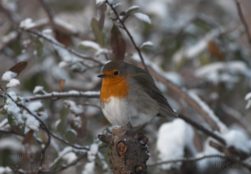 Vogel. Rotkehlchen. Erithacus rubecula
19. 12. 2010. Berlin. Mitte. Wedding. Park Rehberge. Winter. Fauna. Tiere. Vogel. Rotkehlchen. Erithacus rubecula
Schlüsselwörter: Berlin;birds;Erithacus rubecula;Fauna;Fliegenschnäpper;Muscicapidae;Rehberge;Rotkehlchen;Tiere;Vogel;Vögel;Wedding;2010;Mitte