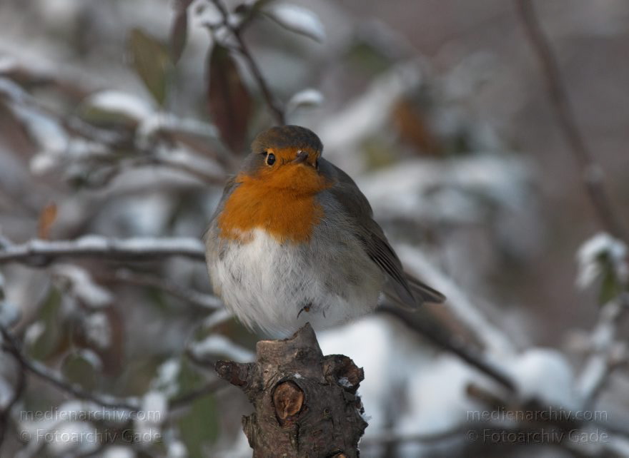 Vogel. Rotkehlchen. Erithacus rubecula
19. 12. 2010. Berlin. Mitte. Wedding. Park Rehberge. Winter. Fauna. Tiere. Vogel. Rotkehlchen. Erithacus rubecula
Schlüsselwörter: Berlin;birds;Erithacus rubecula;Fauna;Fliegenschnäpper;Muscicapidae;Rehberge;Rotkehlchen;Tiere;Vogel;Vögel;Wedding;2010;Mitte