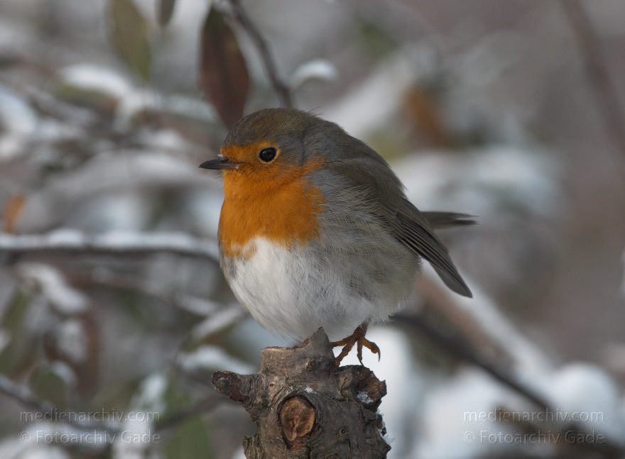 Vogel. Rotkehlchen. Erithacus rubecula
19. 12. 2010. Berlin. Mitte. Wedding. Park Rehberge. Winter. Fauna. Tiere. Vogel. Rotkehlchen. Erithacus rubecula
Schlüsselwörter: Berlin;birds;Erithacus rubecula;Fauna;Fliegenschnäpper;Muscicapidae;Rehberge;Rotkehlchen;Tiere;Vogel;Vögel;Wedding;2010;Mitte
