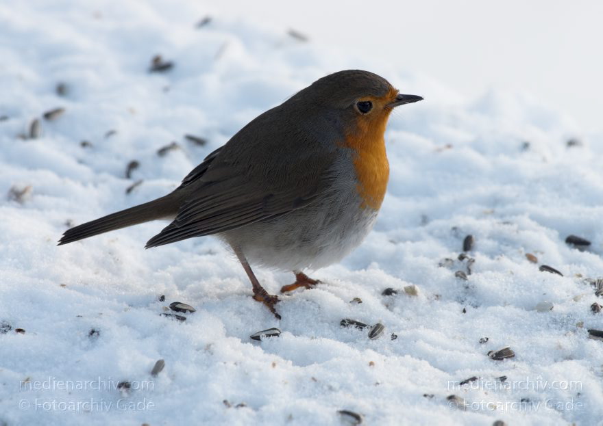 Vogel. Rotkehlchen. Erithacus rubecula
26. 12. 2010. Berlin. Mitte. Wedding. Park Rehberge. Winter. Fauna. Tiere. Vogel. Rotkehlchen. Erithacus rubecula
Schlüsselwörter: Berlin;birds;Erithacus rubecula;Fauna;Fliegenschnäpper;Muscicapidae;Rehberge;Rotkehlchen;Schnee;Tiere;Vogel;Vögel;Wedding;2010;Winter;Mitte