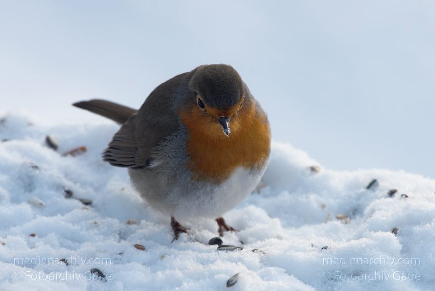 Vogel. Rotkehlchen. Erithacus rubecula
26. 12. 2010. Berlin. Mitte. Wedding. Park Rehberge. Winter. Fauna. Tiere. Vogel. Rotkehlchen. Erithacus rubecula
Schlüsselwörter: Berlin;birds;Erithacus rubecula;Fauna;Fliegenschnäpper;Muscicapidae;Rehberge;Rotkehlchen;Schnee;Tiere;Vogel;Vögel;Wedding;2010;Winter;Mitte